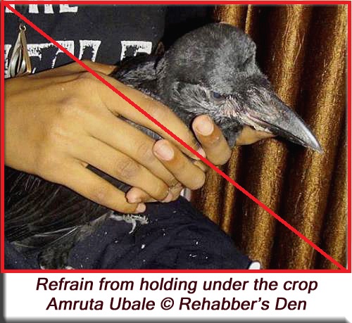 Handling young crows - Refrain from holding under the crop 1